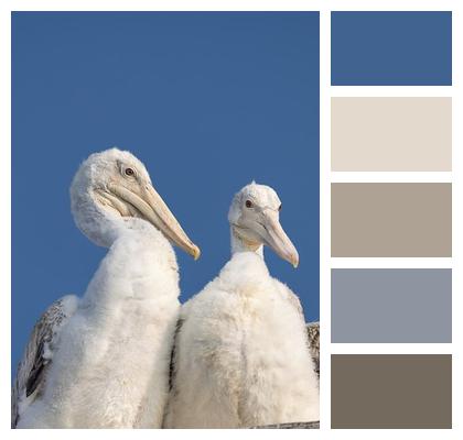 Birds Pelicans Spot Billed Pelicans Image